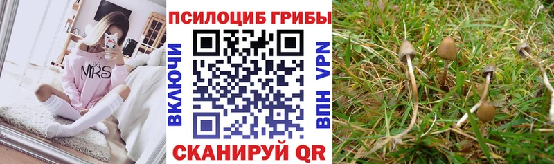 Псилоцибиновые грибы Cubensis  Бакал 